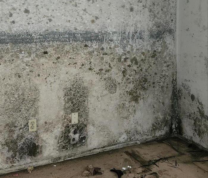Mold in bedroom