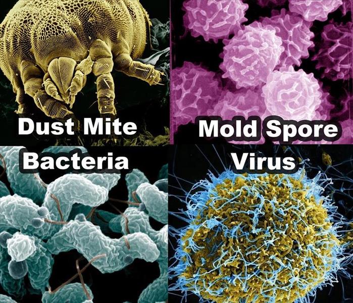 Dust mites, mold spores, bacteria, and virus can all be found in air ducts.